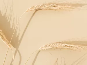 Despre boala celiacă Despre boala celiacă