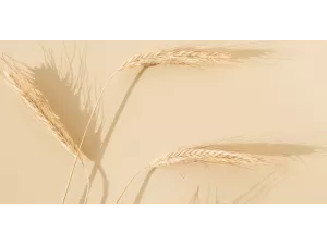 Despre boala celiacă