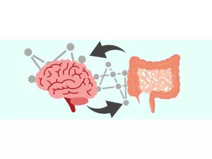 Viata secreta a intestinului Partea I. Comunicarea creier intestin