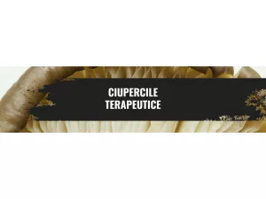 Ciupercile terapeutrice