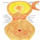 Luna Roșie: Jurnal de ciclicitate feminină Luna Roșie: Jurnal de ciclicitate feminină