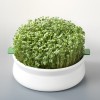 Vas de ceramica cu sita pentru germinare seminte mucilaginoase, Germline