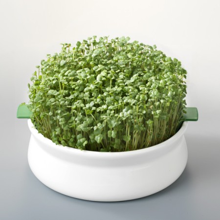 Vas de ceramica cu sita pentru germinare seminte mucilaginoase, Germline