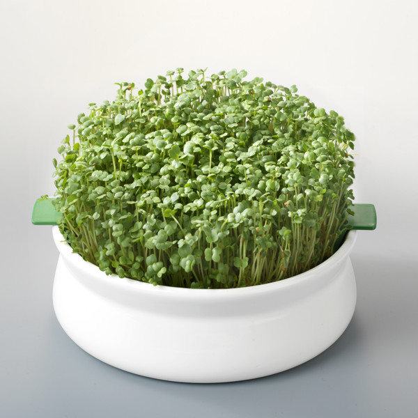 Vas de ceramica cu sita pentru germinare seminte mucilaginoase, Germline