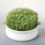 Vas de ceramica cu sita pentru germinare seminte mucilaginoase, Germline