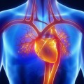 Sistem cardio-vascular