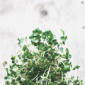 Detox hormonal