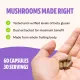 Freshcap Lion's Mane Mushroom, Ciuperca Coama Leului Pentru Claritate Mentala, Focus Si Sustinere Cognitiva, 1000 Mg, 60 Cps Freshcap Lion's Mane Mushroom, Ciuperca Coama Leului Pentru Claritate Mentala, Focus Si Sustinere Cognitiva, 1000 Mg, 60 Cps