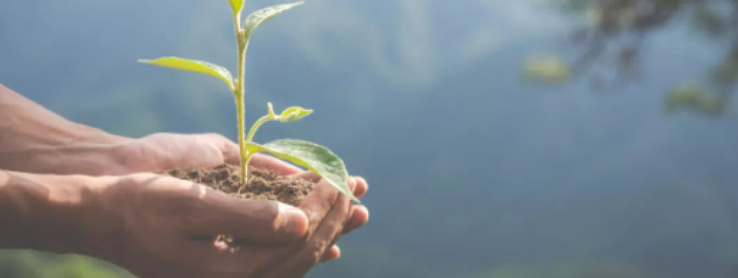 Abundance and Health și plantarea de copaci