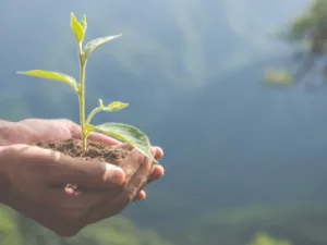 Abundance and Health și plantarea de copaci