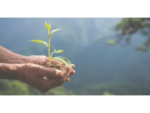 Abundance and Health și plantarea de copaci