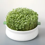 Vas de ceramica cu sita pentru germinare seminte mucilaginoase, Germline