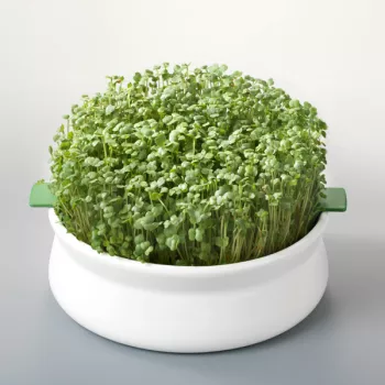 Vas de ceramica cu sita pentru germinare seminte mucilaginoase, Germline Vas de ceramica cu sita pentru germinare seminte mucilaginoase, Germline