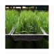 Suc de iarba de grau liofilizat (30 capsule), Inda Nature